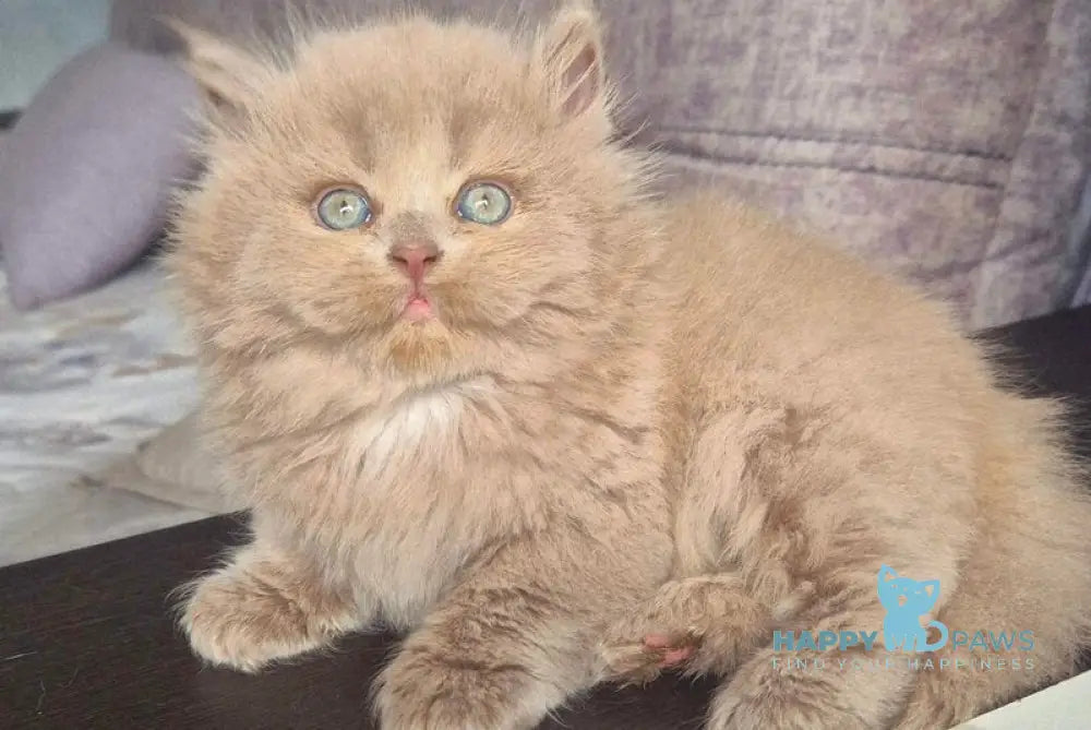 Jina British Longhair male fawn live animals