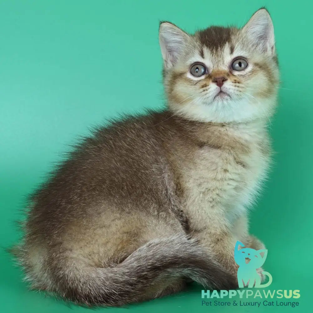 Jina British Shorthair female chocolate ticked tabby - live animals