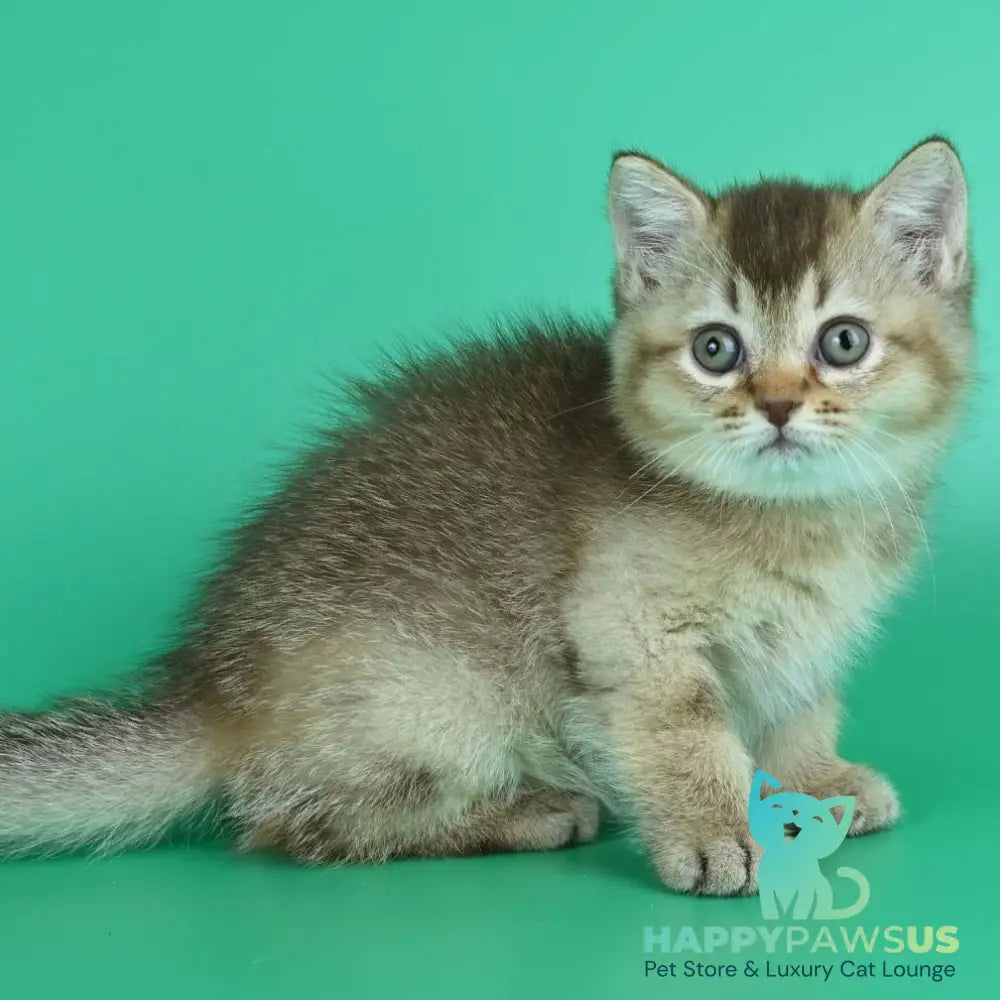 Jina British Shorthair female chocolate ticked tabby - live animals