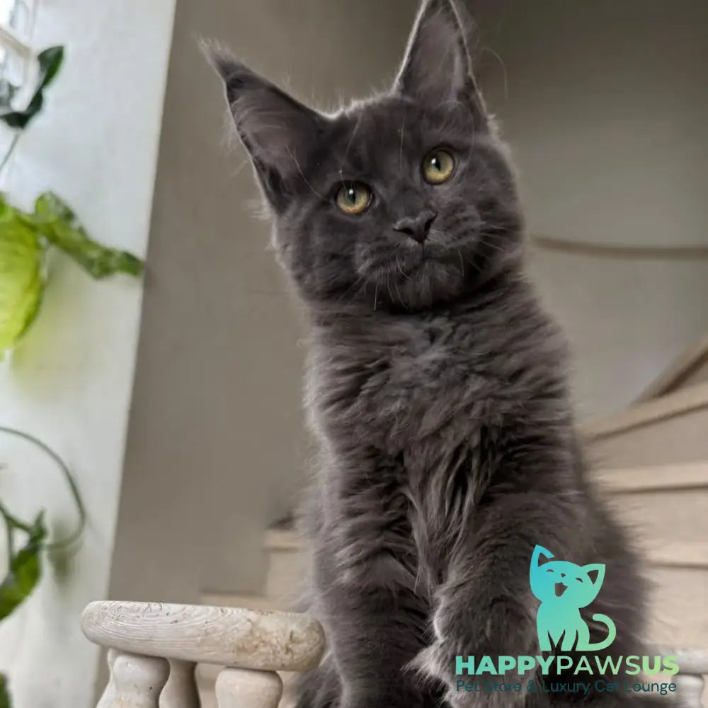 Jina Maine Coon female blue silver with white - live animals