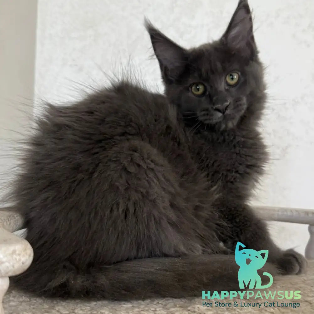 Jina Maine Coon female blue silver with white - live animals