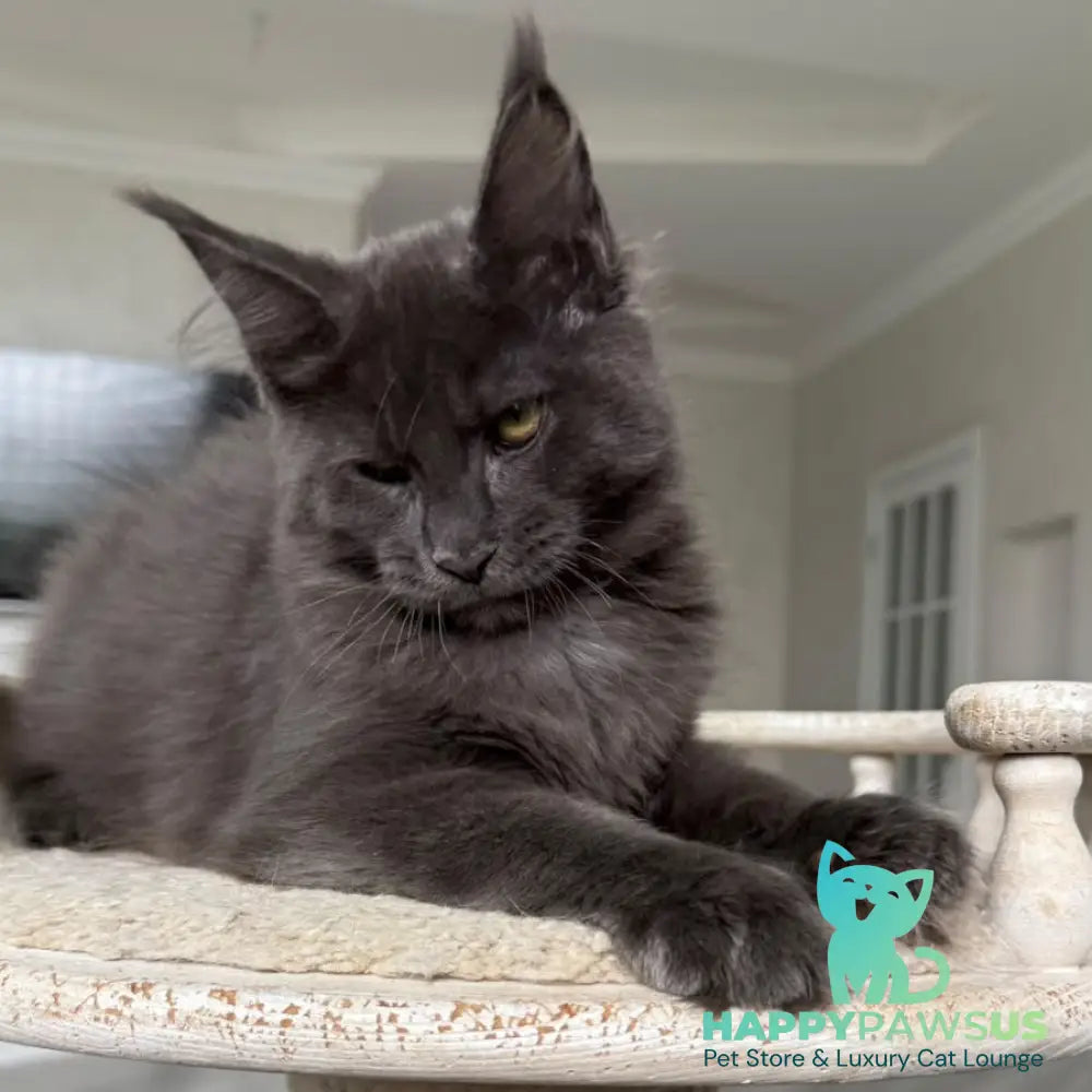 Jina Maine Coon female blue silver with white - live animals