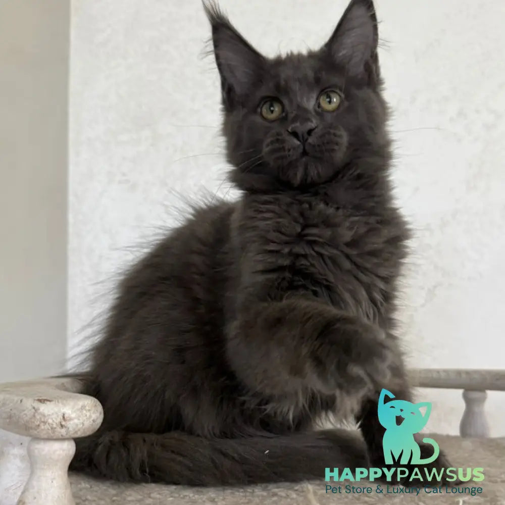 Jina Maine Coon female blue silver with white - live animals