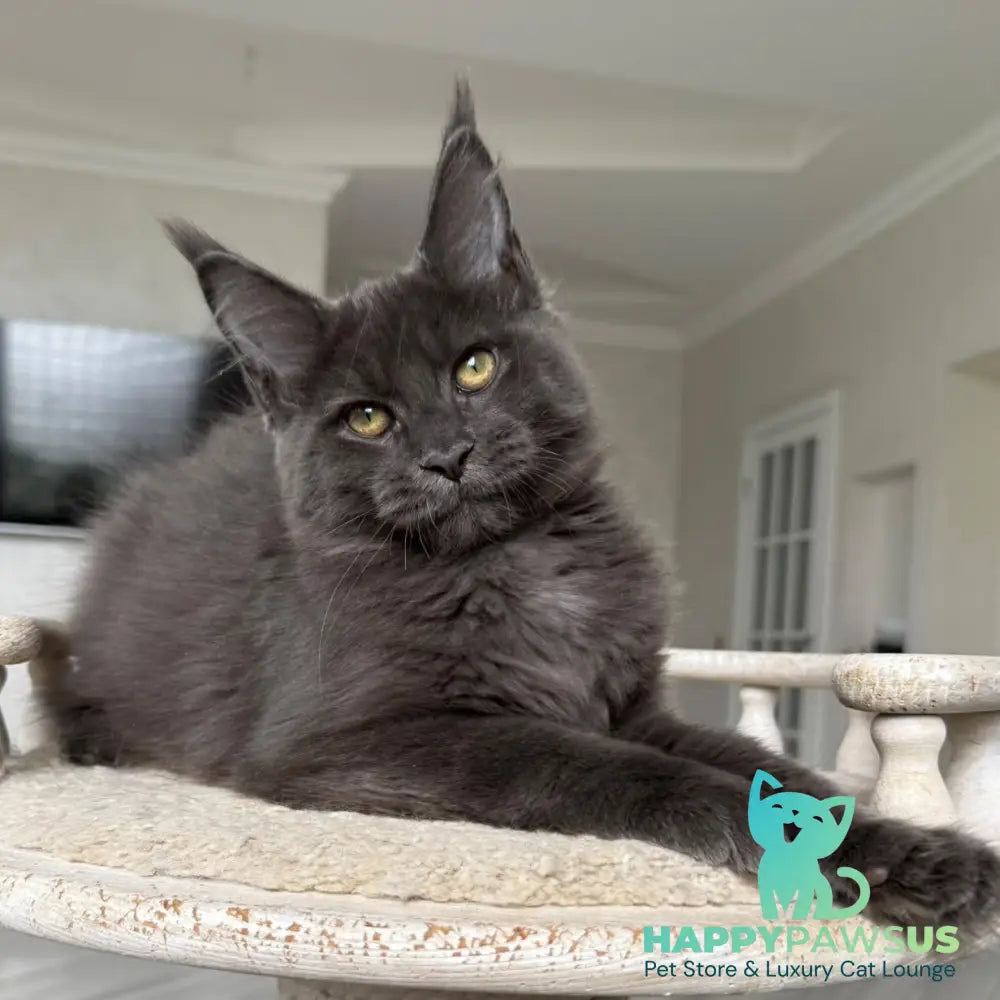 Jina Maine Coon female blue silver with white - live animals