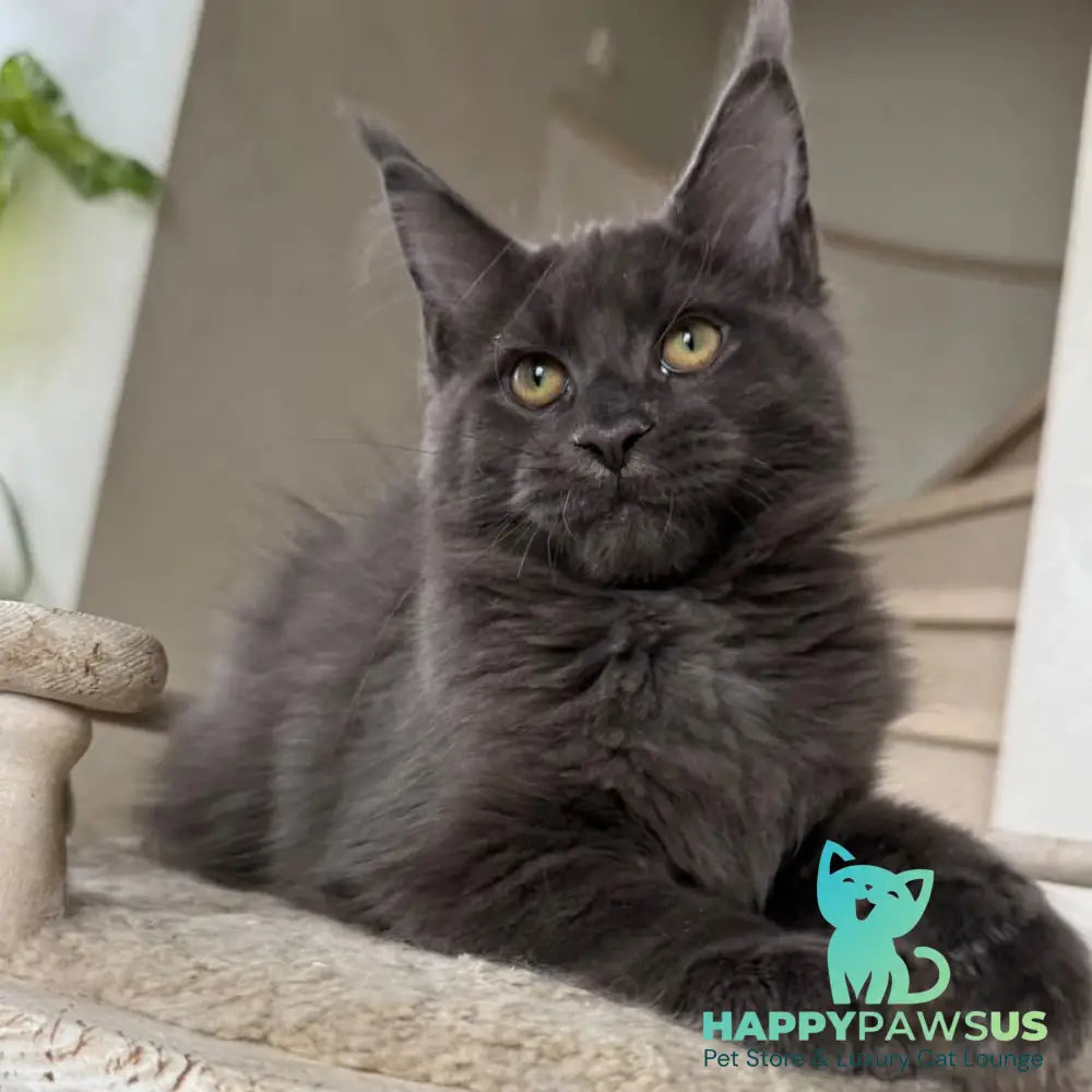 Jina Maine Coon female blue silver with white - live animals
