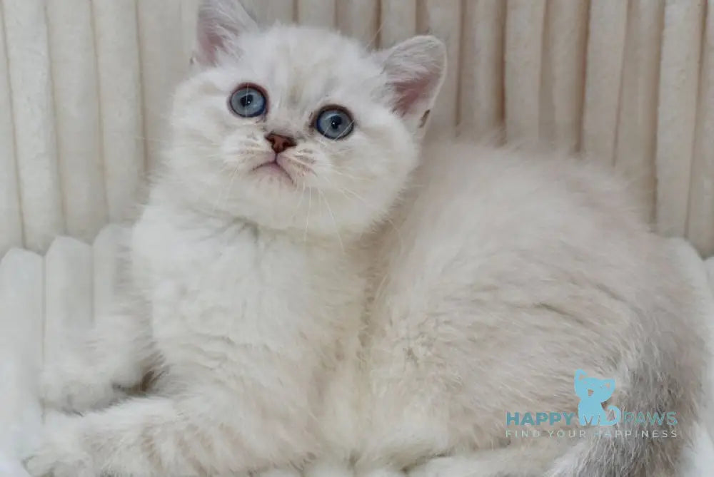 Jina Scottish Straight female blue tabby pointed - live animals