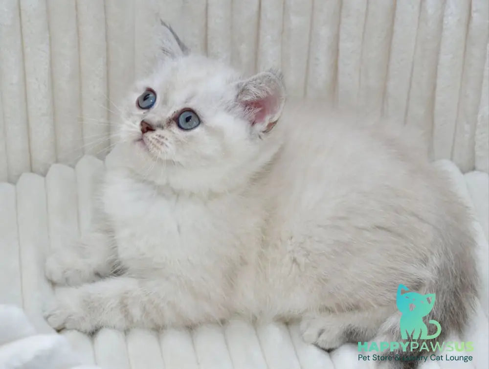 Jina Scottish Straight female blue tabby pointed - live animals