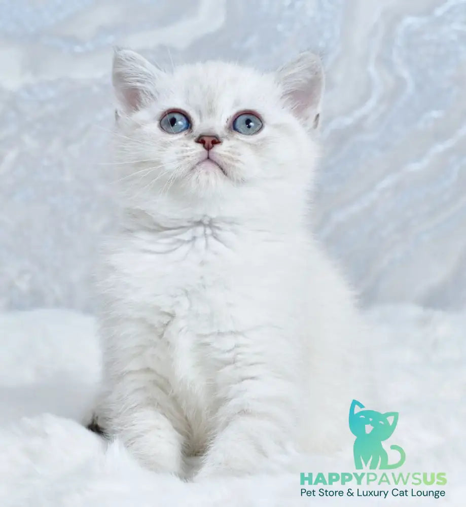Jina Scottish Straight female blue tabby pointed - live animals