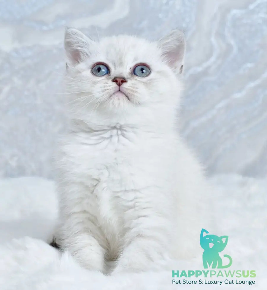 Jina Scottish Straight female blue tabby pointed - live animals