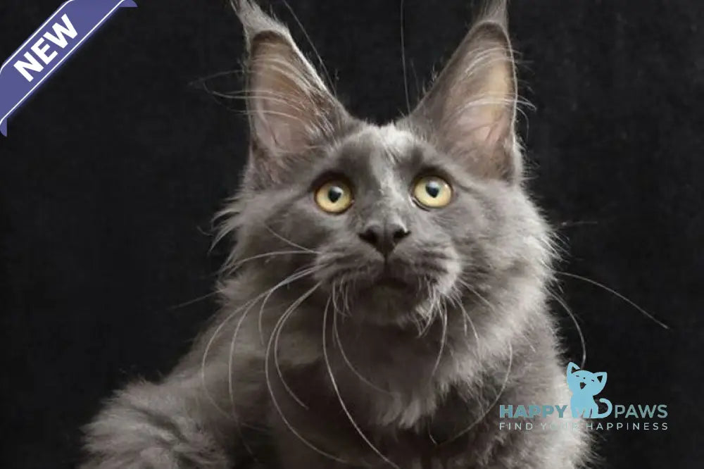 Jinn Maine Coon male blue silver live animals