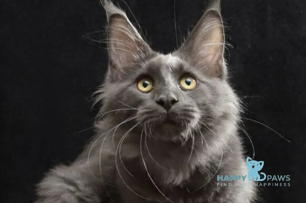 Jinn Maine Coon male blue silver live animals