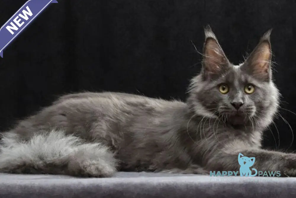 Jinn Maine Coon male blue silver live animals