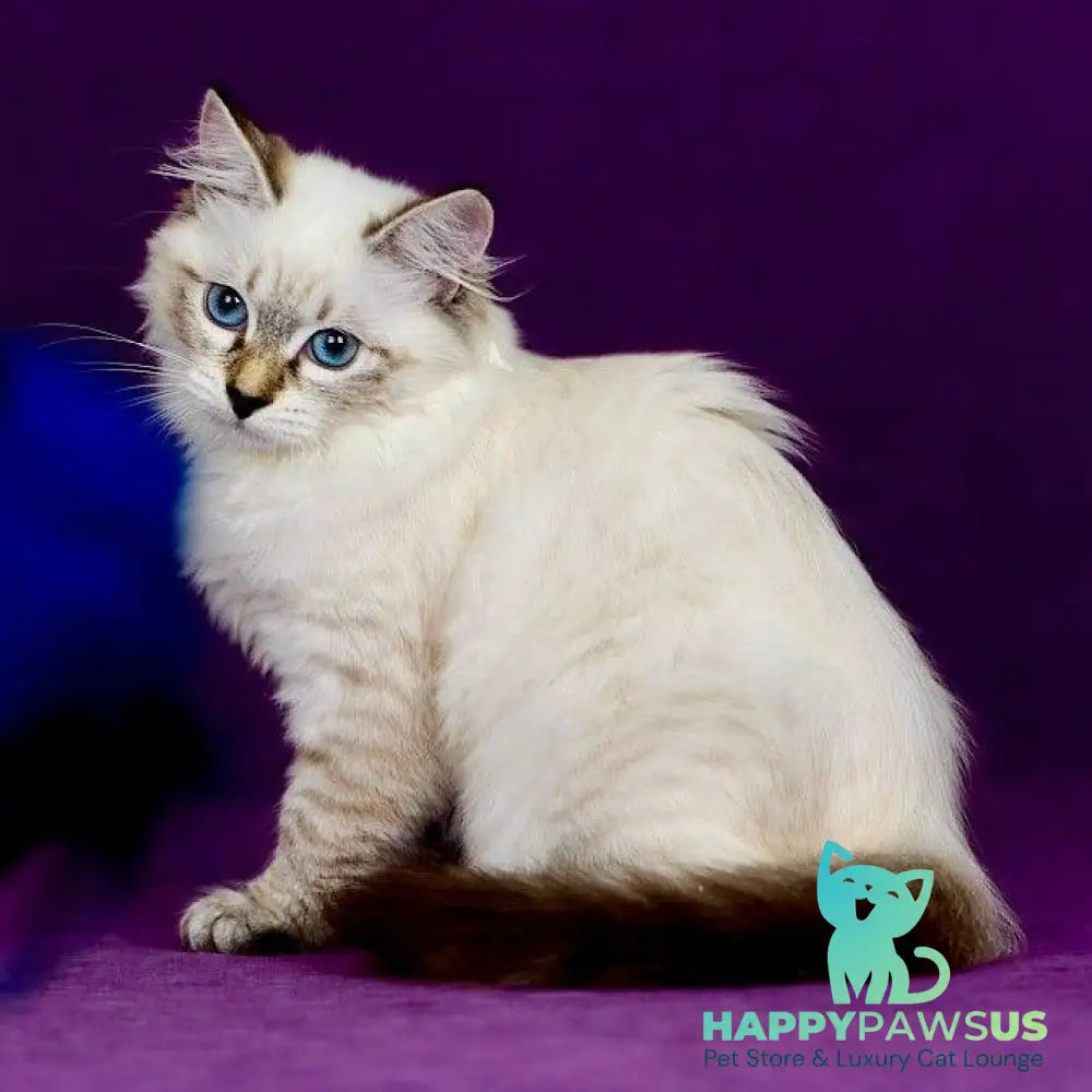 Jinnie Siberian female black with white tabby pointed - live animals