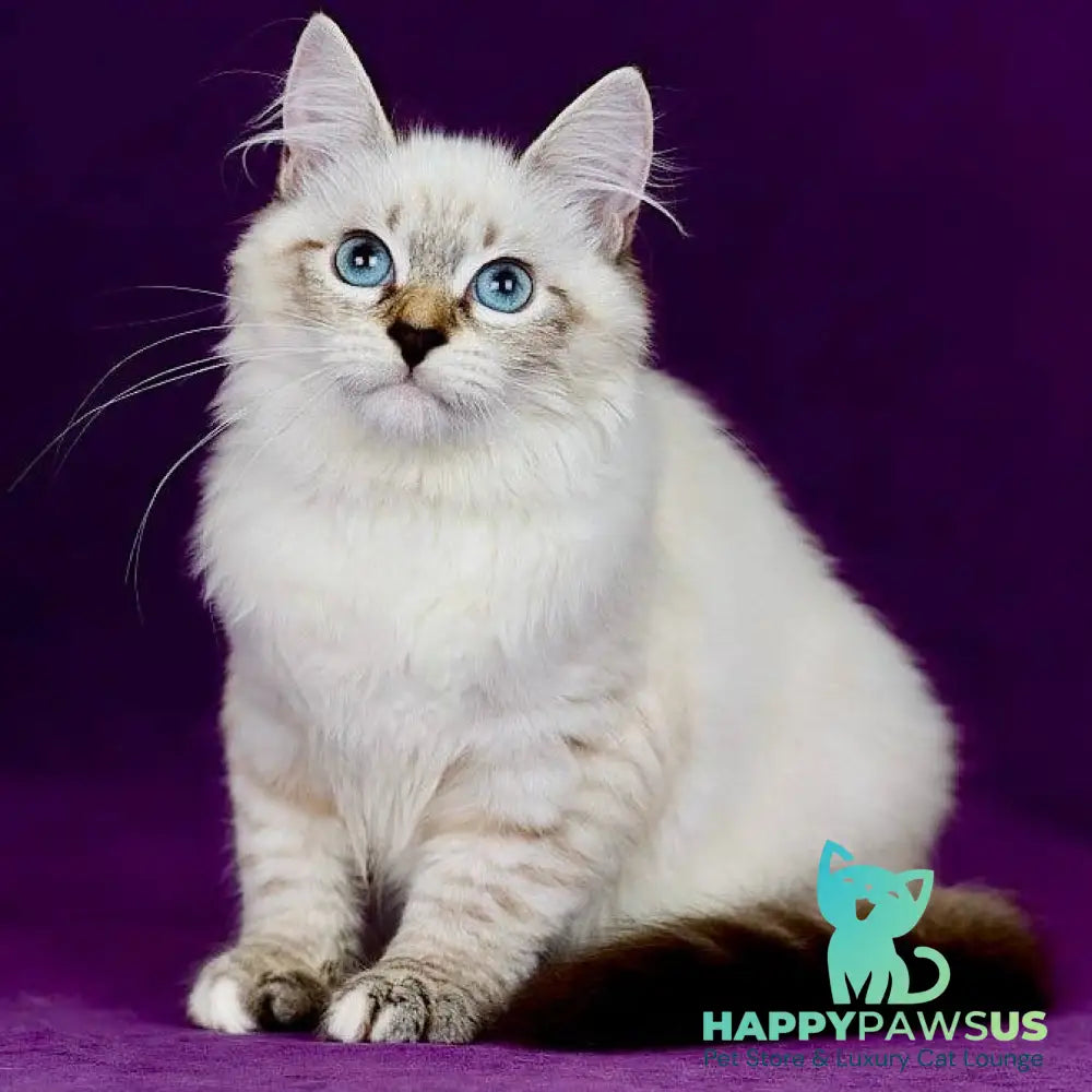 Jinnie Siberian female black with white tabby pointed - live animals