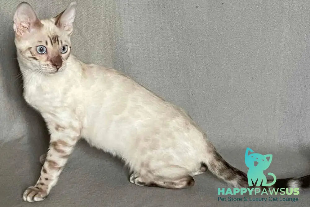 Jinx Bengal male black spotted tabby pointed - live animals