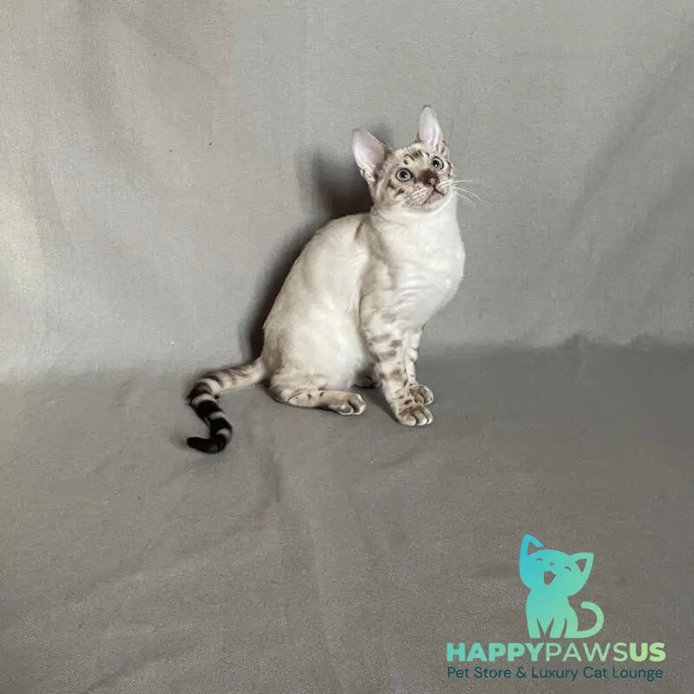 Jinx Bengal male black spotted tabby pointed - live animals
