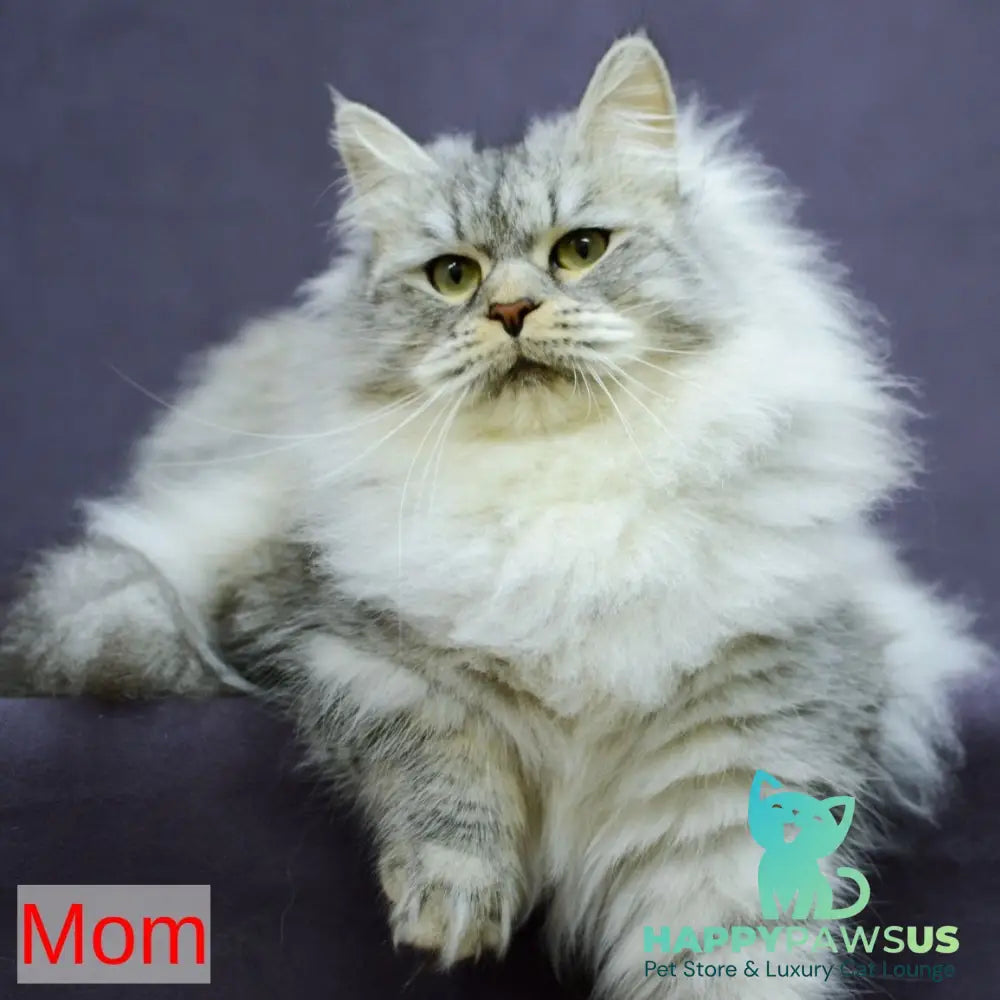Jive Siberian male black spotted tabby - live animals