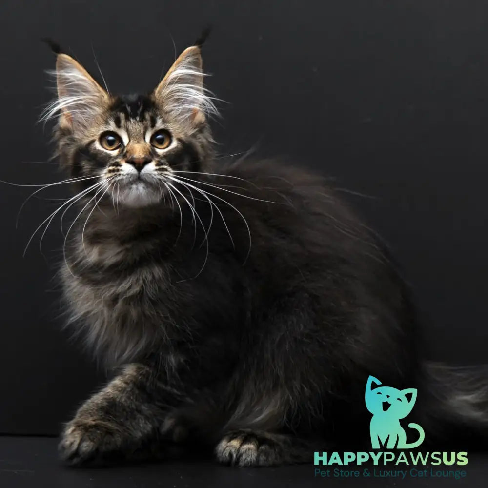 Joanna Maine Coon polydactyl 6x6x6x6 female black ticked tabby - live animals