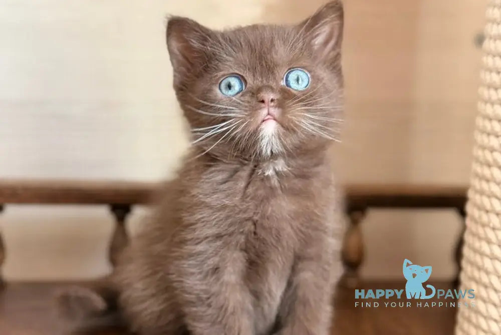Joe British Longhair male chocolate with white - live animals