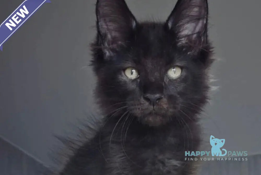 Joe Maine Coon male black live animals