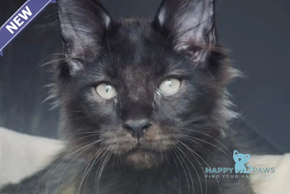 Joe Maine Coon male black live animals