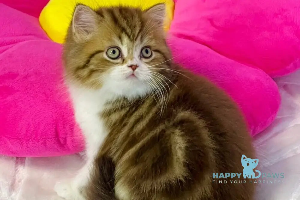 Joel Scottish Straight male chocolate tabby bicolour live animals