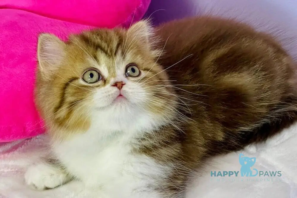 Joel Scottish Straight male chocolate tabby bicolour live animals