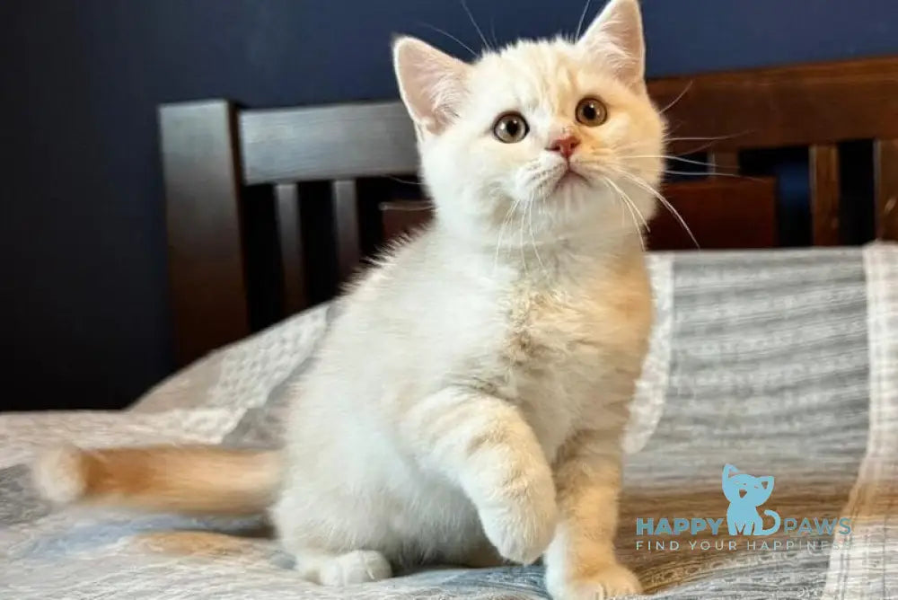 John Scottish Straight male cream silver tabby live animals