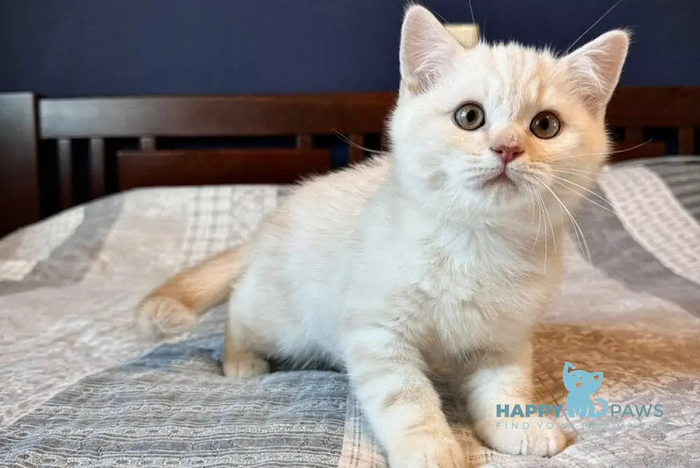 John Scottish Straight male cream silver tabby live animals