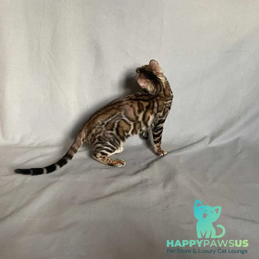 Joker Bengal male black spotted tabby - live animals