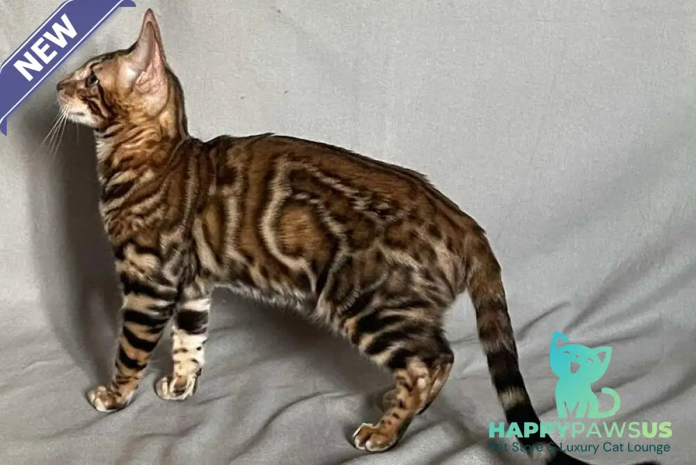 Joker Bengal male black spotted tabby - live animals