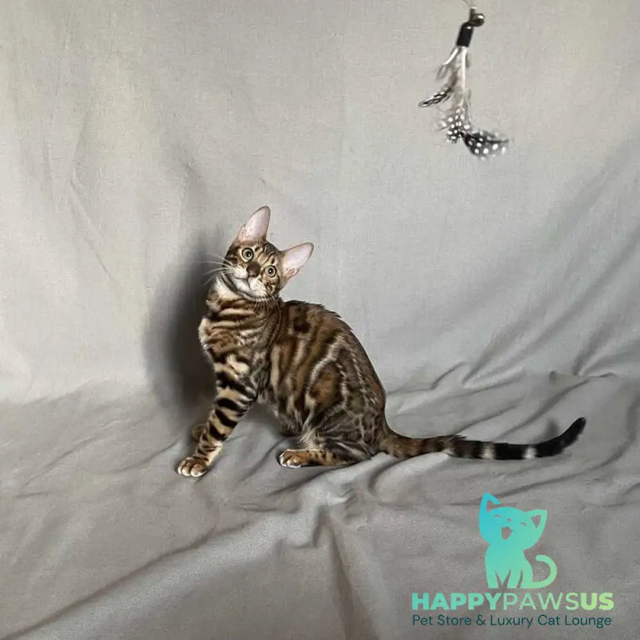 Joker Bengal male black spotted tabby - live animals