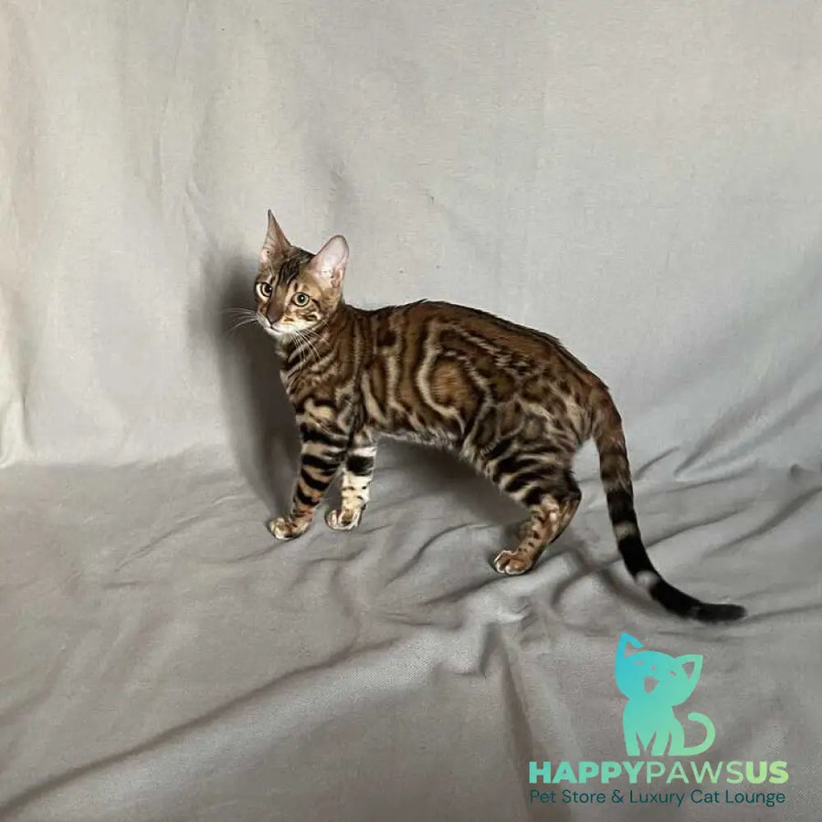 Joker Bengal male black spotted tabby - live animals