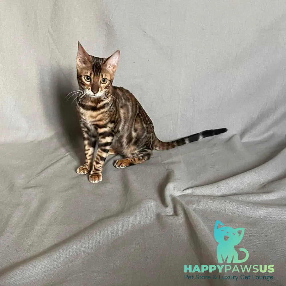 Joker Bengal male black spotted tabby - live animals
