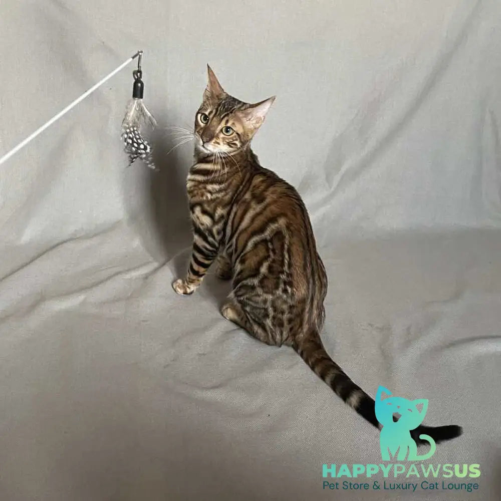 Joker Bengal male black spotted tabby - live animals