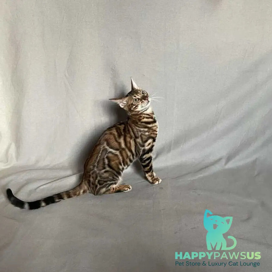 Joker Bengal male black spotted tabby - live animals