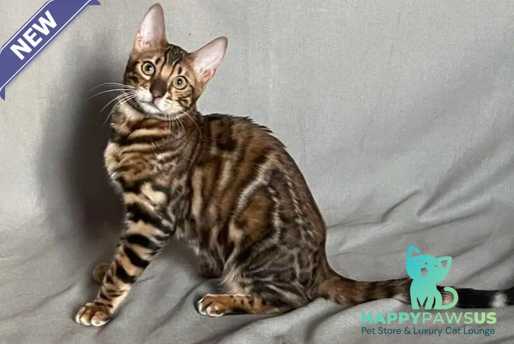 Joker Bengal male black spotted tabby - live animals