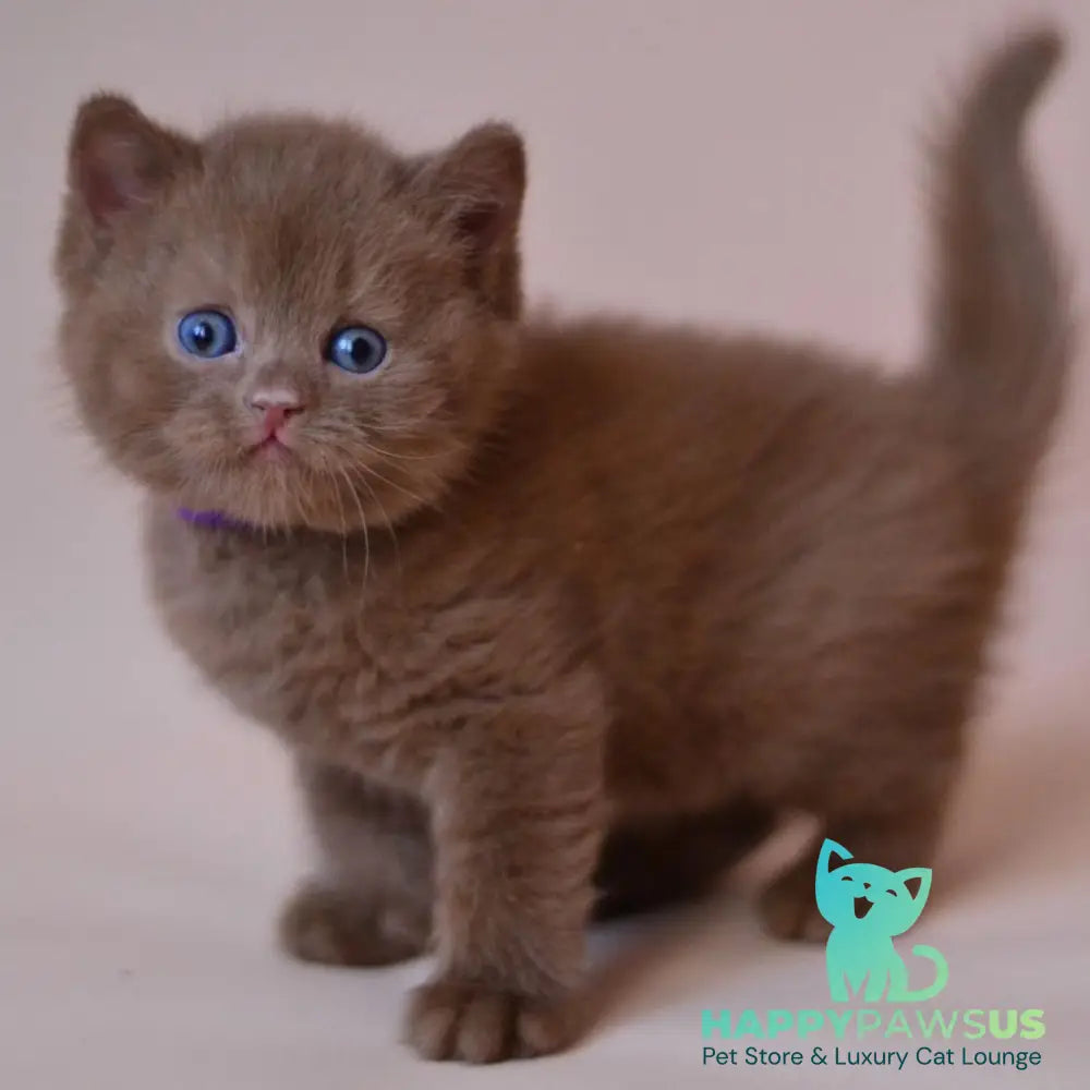 Joker British Shorthair male cinnamon - live animals