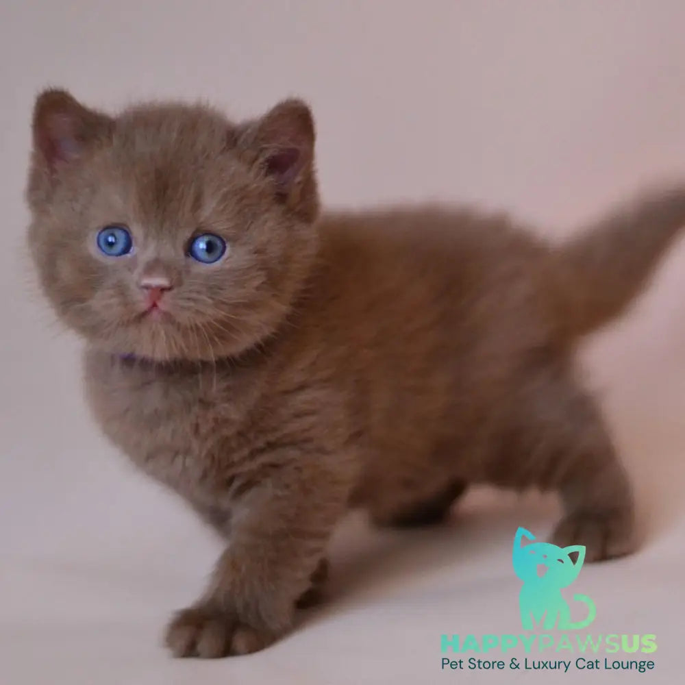 Joker British Shorthair male cinnamon - live animals