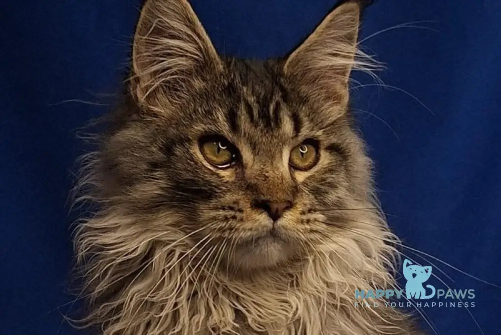 Joker Maine Coon male black silver spotted tabby - live animals