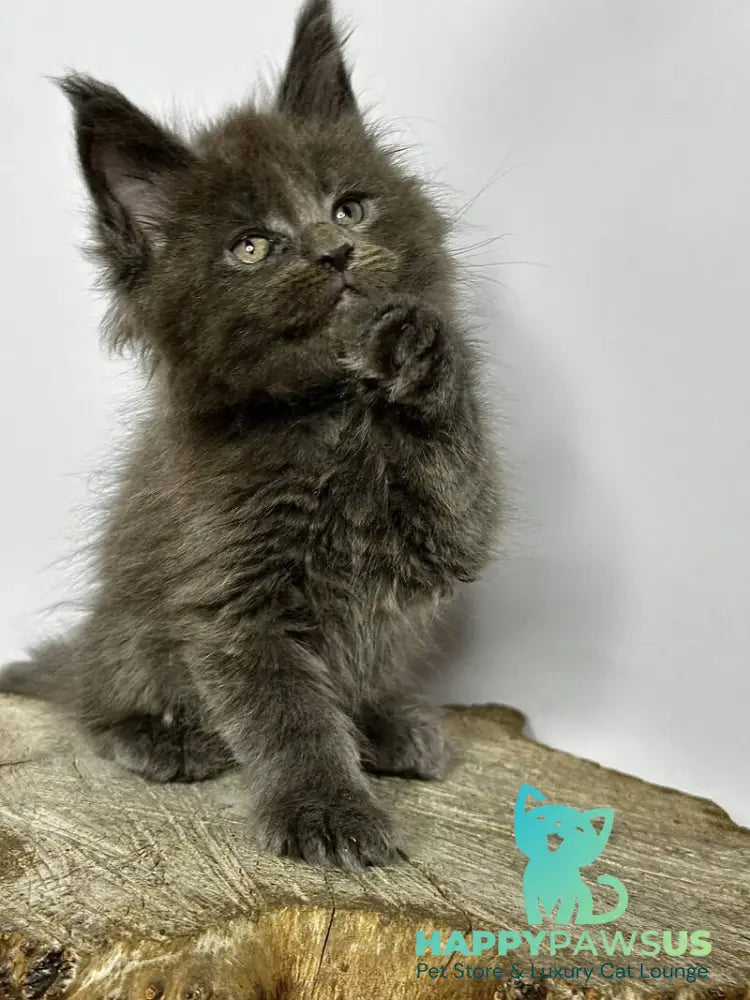 Joker Maine Coon male blue - live animals