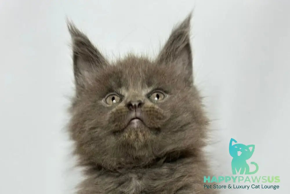 Joker Maine Coon male blue - live animals
