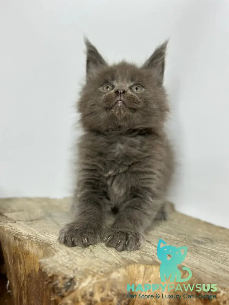 Joker Maine Coon male blue - live animals