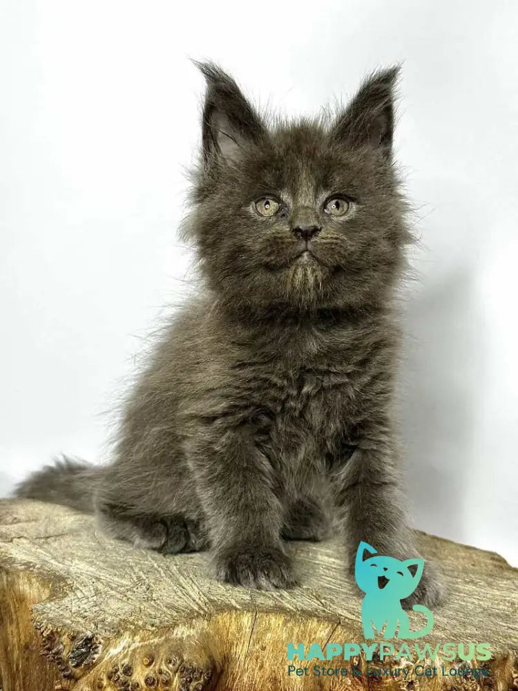 Joker Maine Coon male blue - live animals