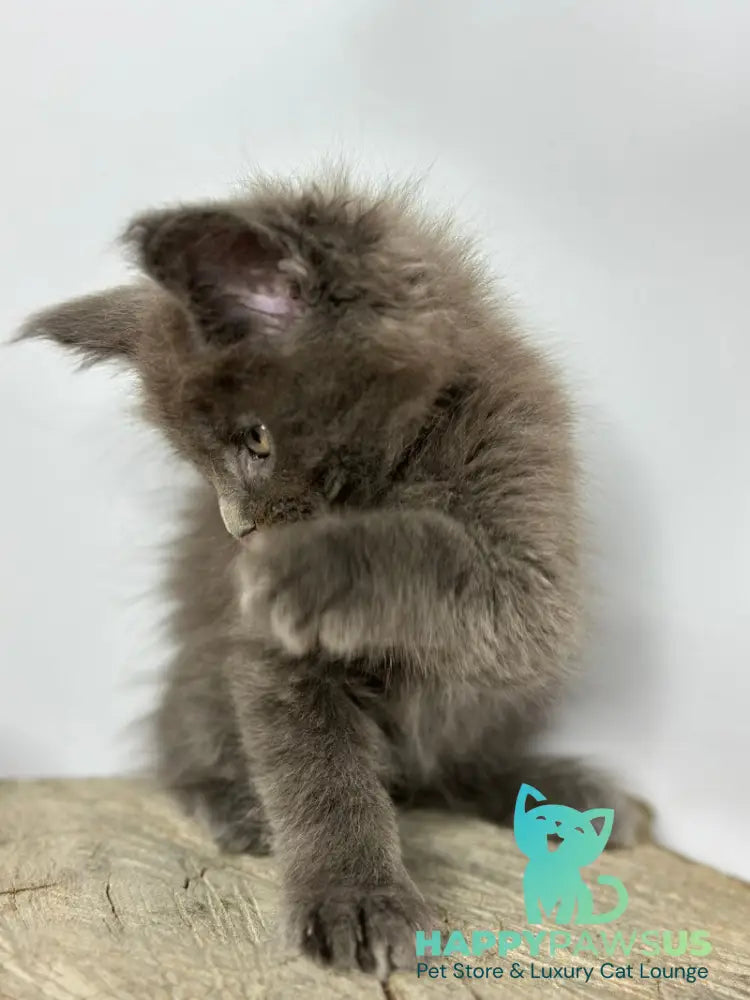 Joker Maine Coon male blue - live animals
