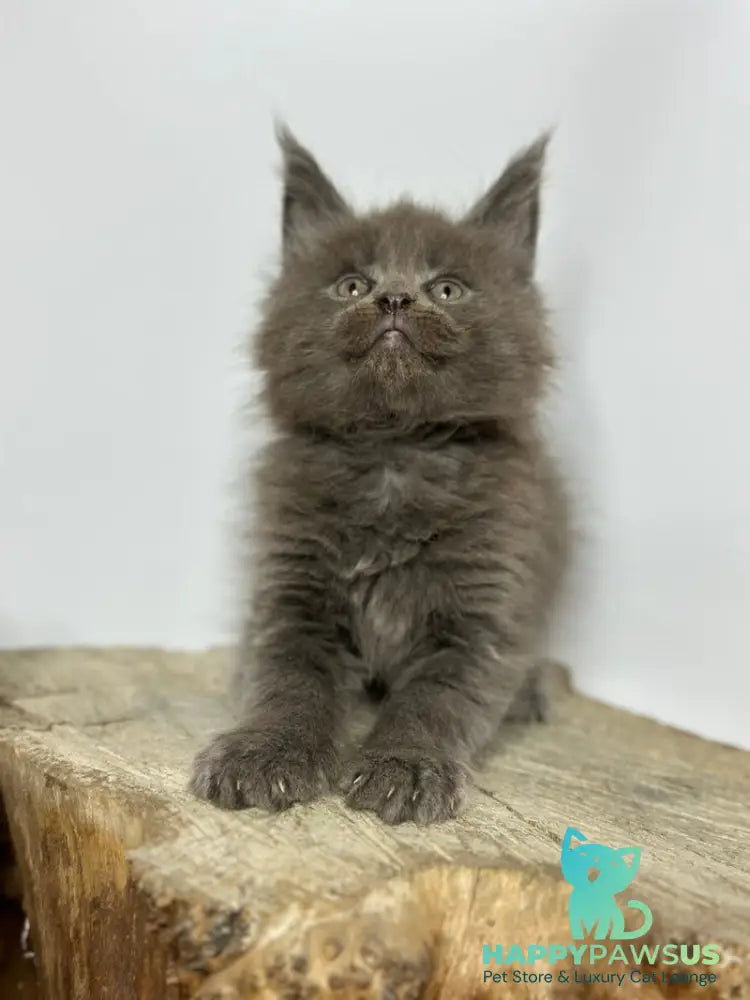 Joker Maine Coon male blue - live animals
