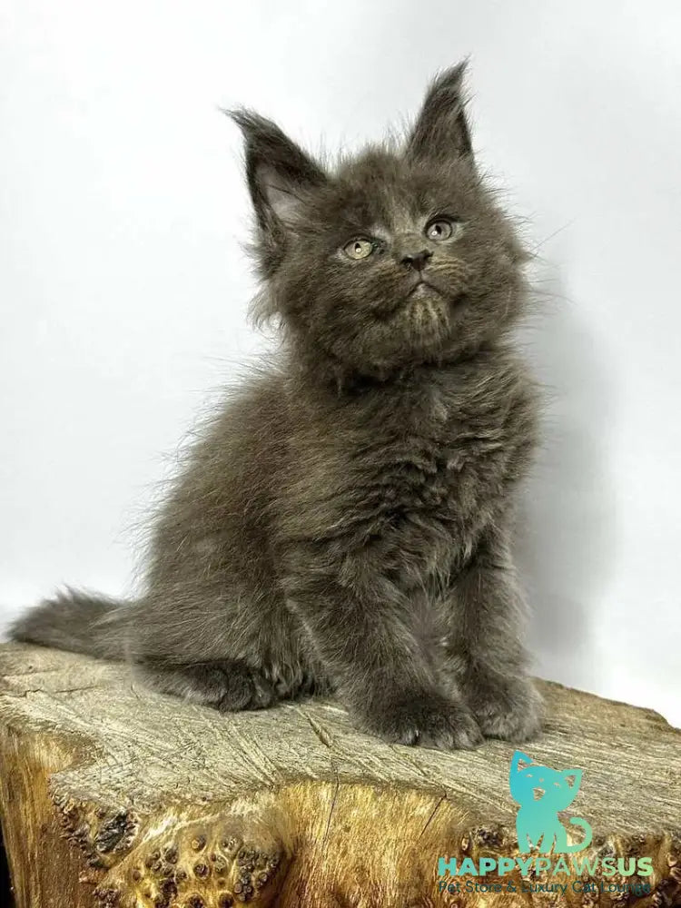 Joker Maine Coon male blue - live animals