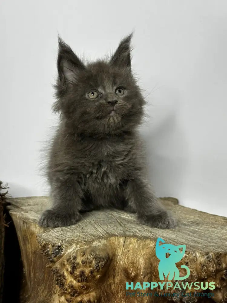 Joker Maine Coon male blue - live animals