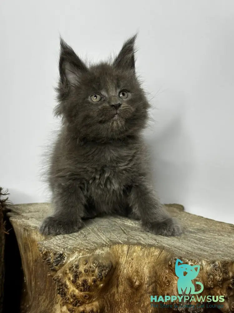 Joker Maine Coon male blue - live animals