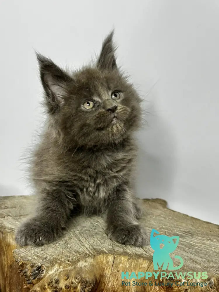 Joker Maine Coon male blue - live animals